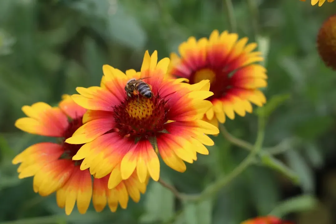 #8 - Blanket Flower (Gaillardia pulchella): The Season-Extender Nobody Talks About (Image Credits: Unsplash)