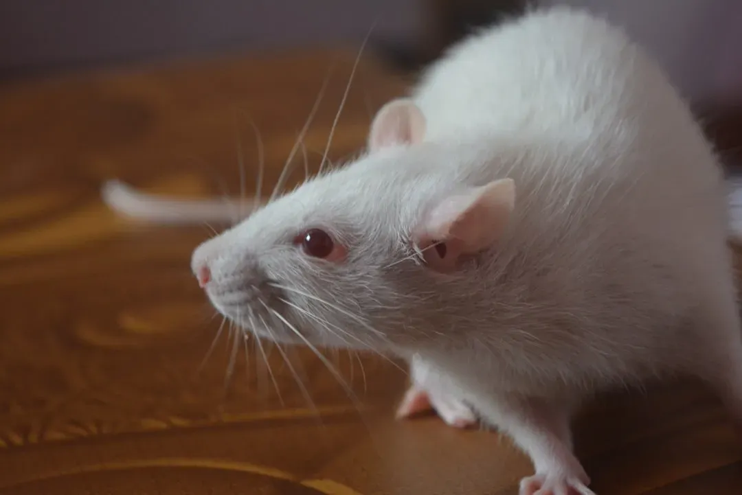 11. The White-Footed Mouse: Evolving on the Streets of Manhattan (Image Credits: Unsplash)