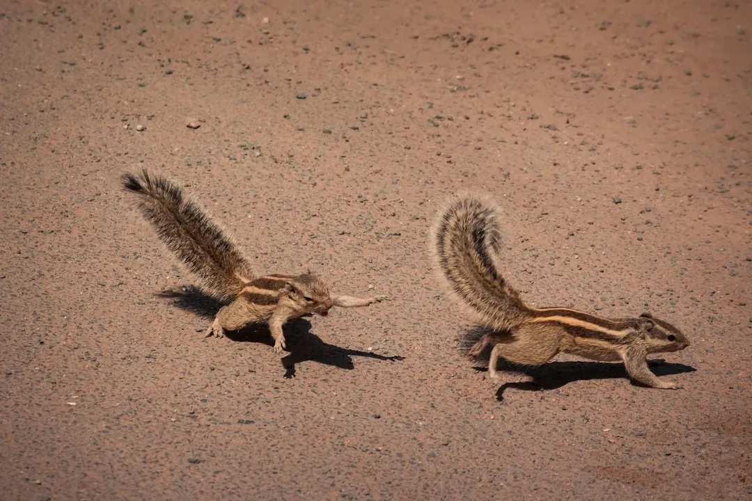 The Mating Ritual Unveiled (Image Credits: Unsplash)