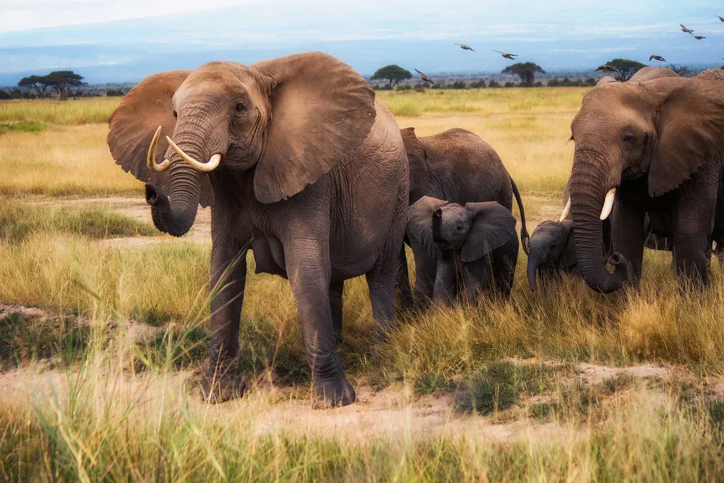 The Alarming Speed Of Modern Species Loss (Image Credits: Flickr)