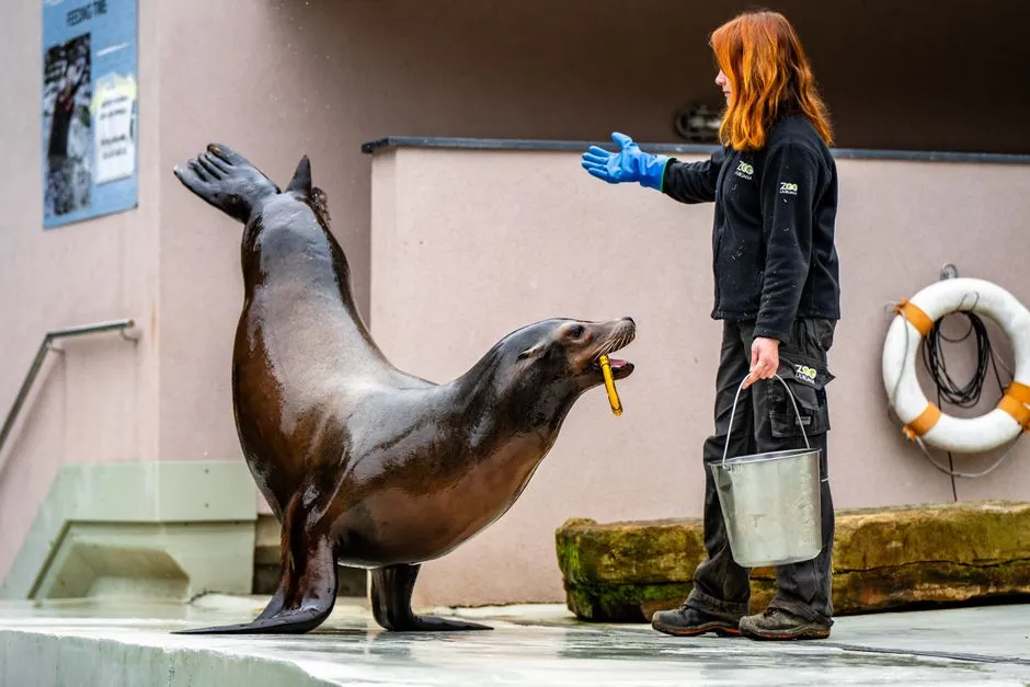 #22 - Sea Lions That Respond to Familiar Voices (Image Credits: Pexels)