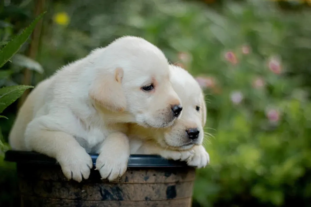 Weeks Two Through Three: Personalities Begin to Emerge (Image Credits: Unsplash)