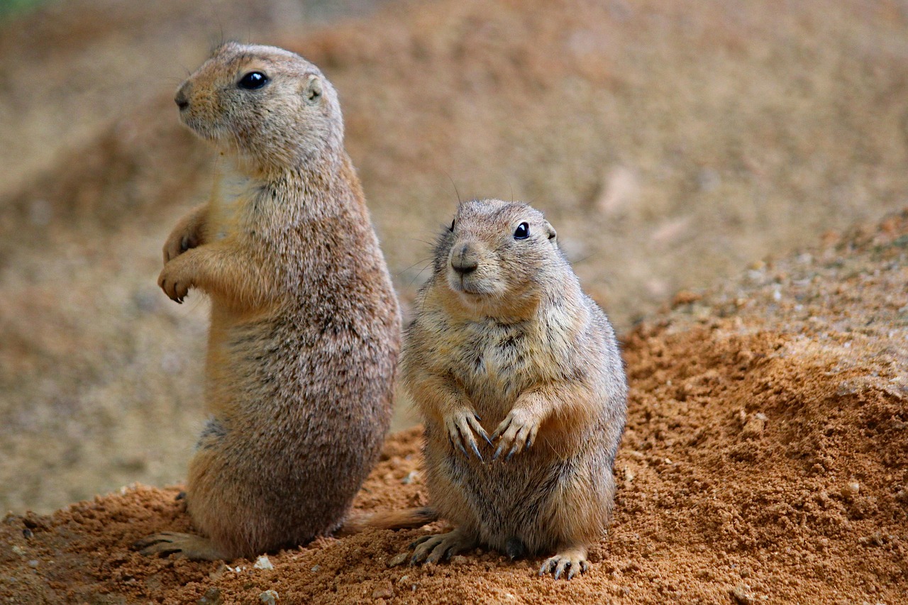 Maintain Situational Awareness Through Groups (Image Credits: Pixabay)