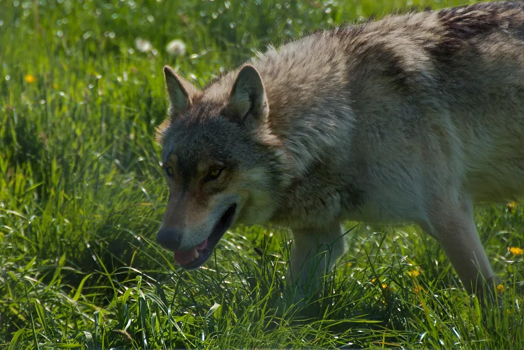 The Bottom Line: What We Owe Wolves Is Accuracy (FurLined, Flickr, CC BY-SA 2.0)