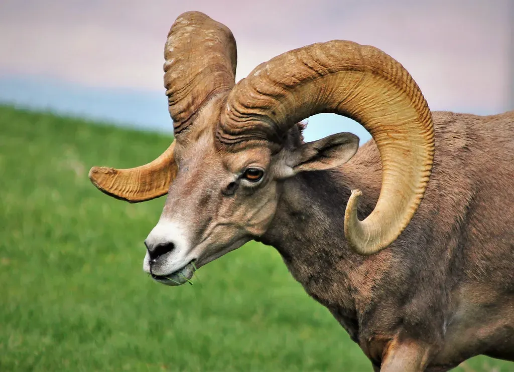 Drought Poses a Modern Threat to Nevada's Herds (Image Credits: Flickr)