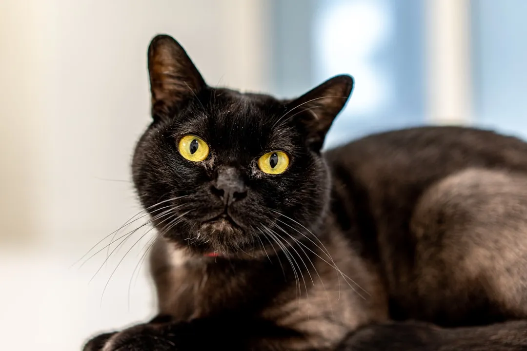 #12 - Bombay: The Panther That Loves a Peaceful Den (Image Credits: Unsplash)