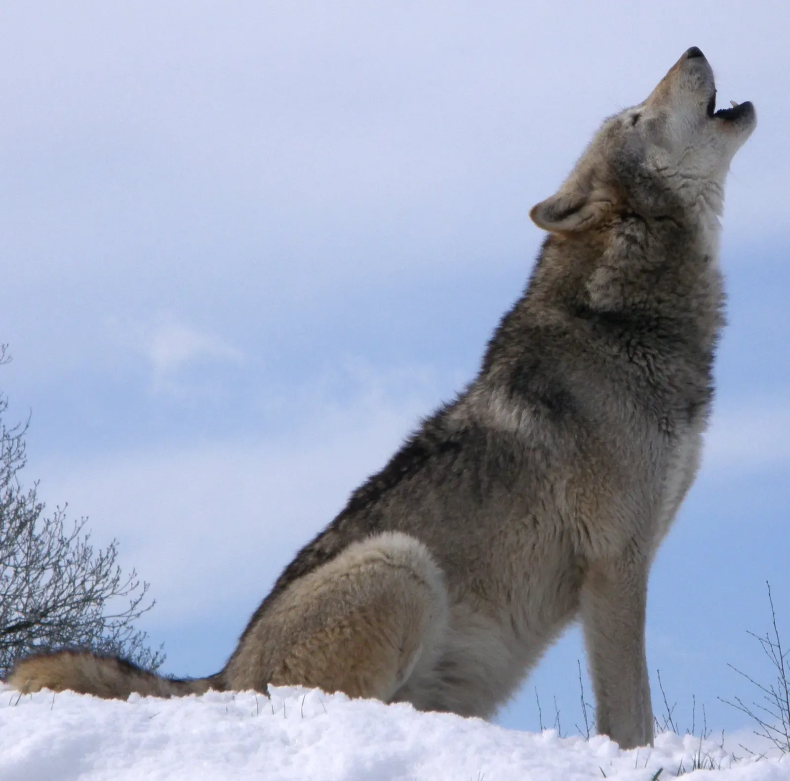 Pisces (February 19 &ndash; March 20): The Wolf (self-made now, Public domain)
