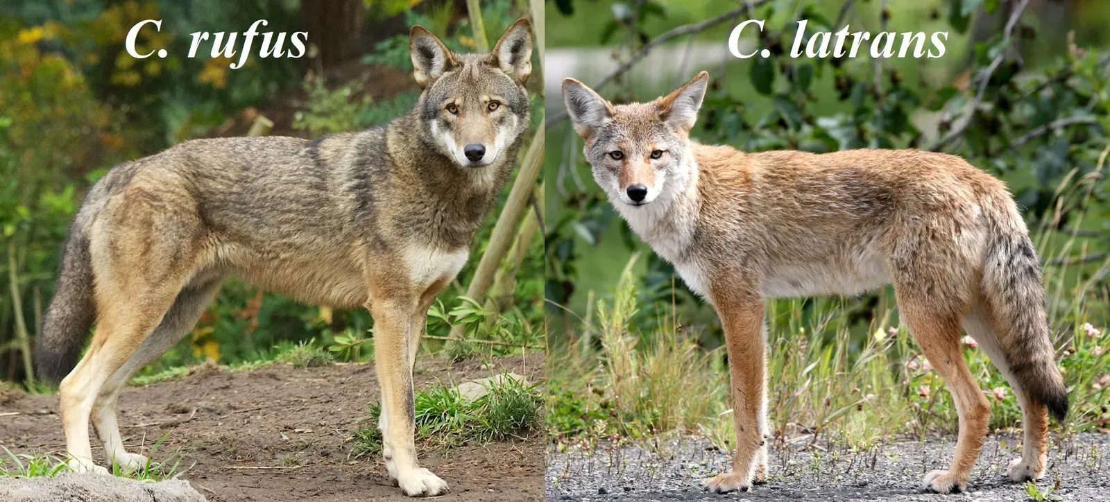 Hybridization With Coyotes Threatens Their Genetic Identity (Image Credits: Wikimedia)