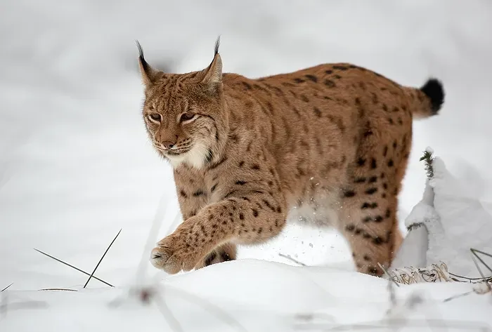 Colorado: A Reintroduction Success Story (Image Credits: Wikimedia)