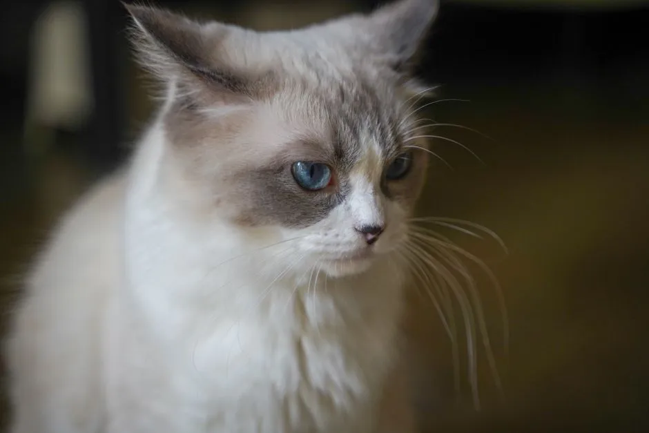 2. Ragdoll: The Chill Greeter Who Flops at Your Feet (Image Credits: Pexels)