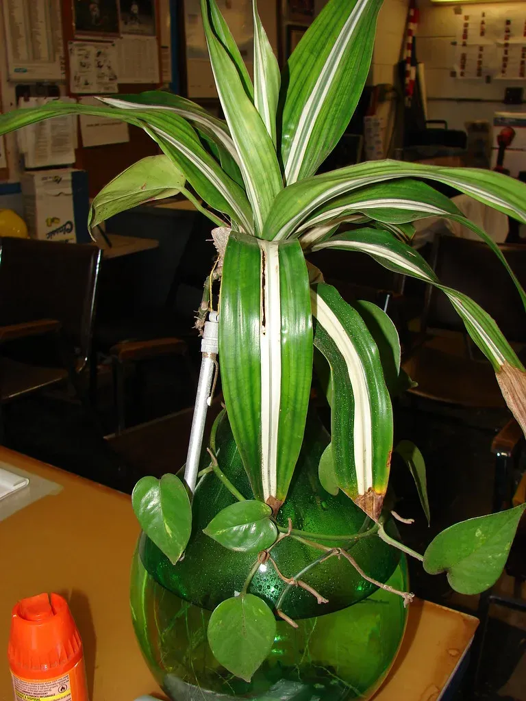 9. Dracaena: Colorful Uplifter (Image Credits: Flickr)