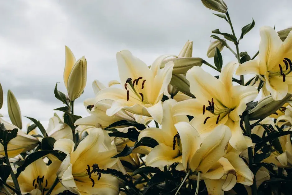 Taurus (April 20 – May 20): Lily (Image Credits: Pexels)