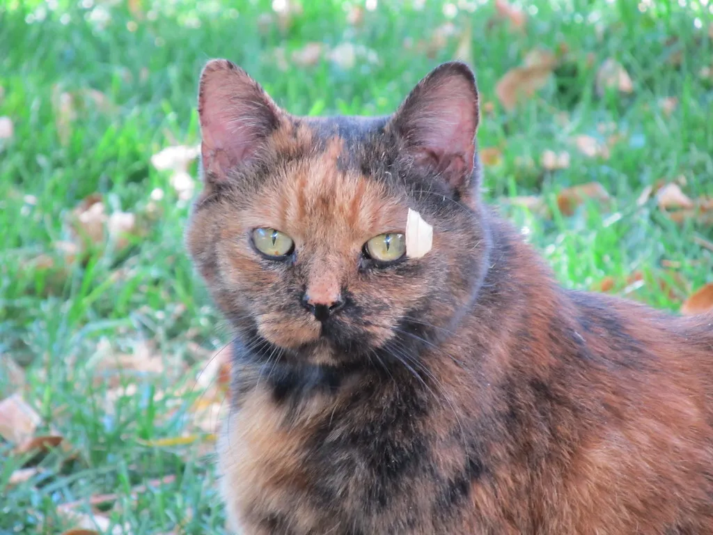#3 - She's Become More Affectionate, Not Less (Rocky Mountain Feline Rescue, Flickr, CC BY 2.0)