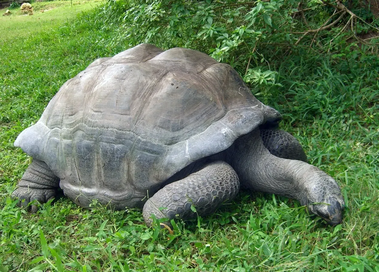 2. Owen the Hippo and Mzee the Tortoise (Image Credits: Wikimedia)