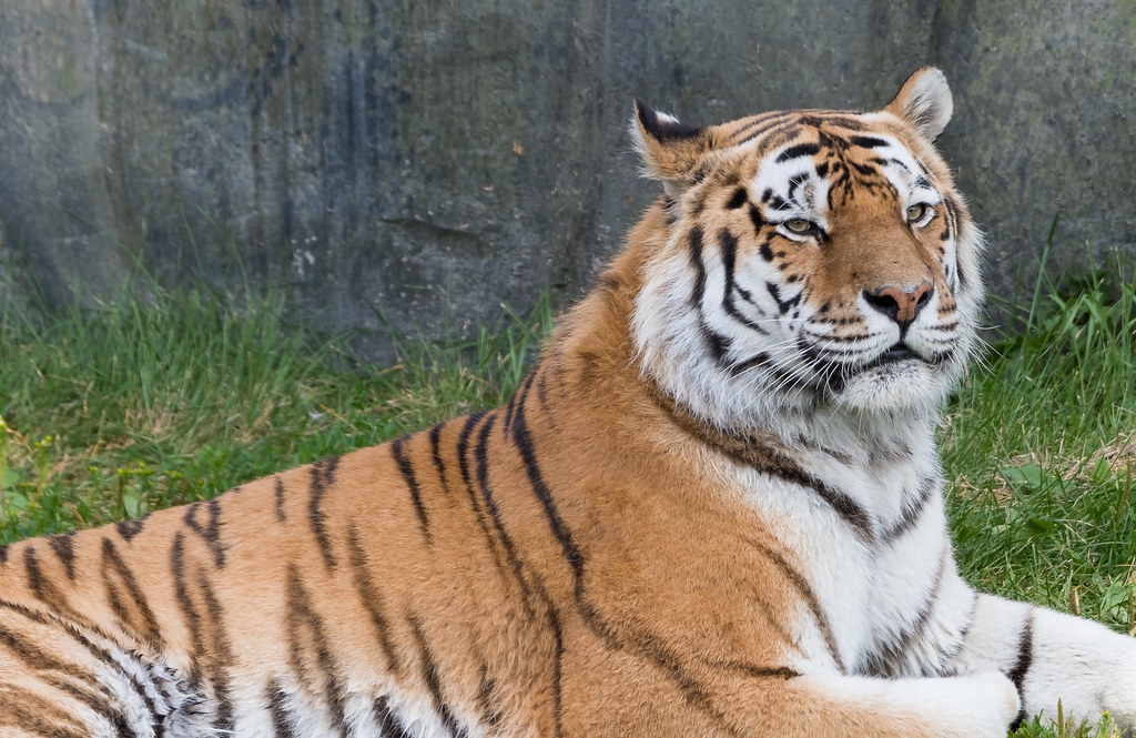 Conclusion: A New Understanding of Tiger Cognition (Image Credits: Flickr)