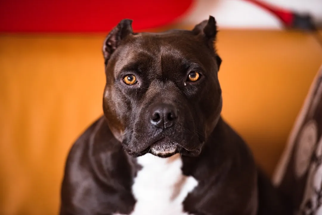 #3 - Strong Bully Breeds in Urban Areas (Image Credits: Unsplash)