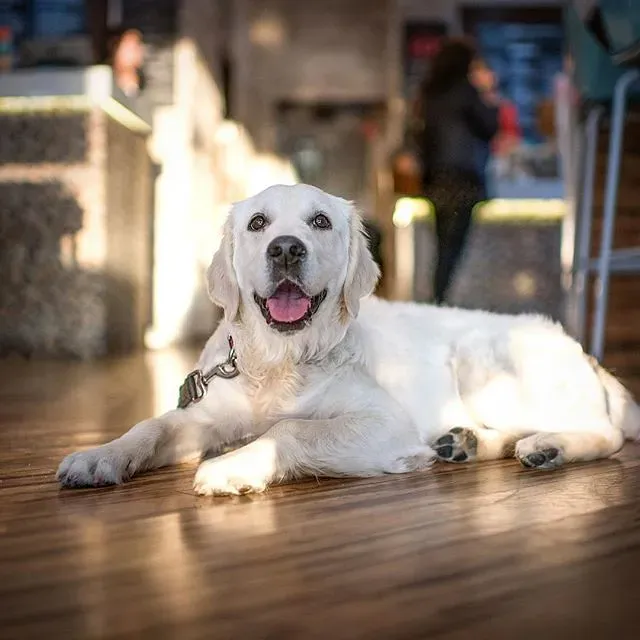Pets That Actually Protect Your Heart (Image Credits: Flickr)