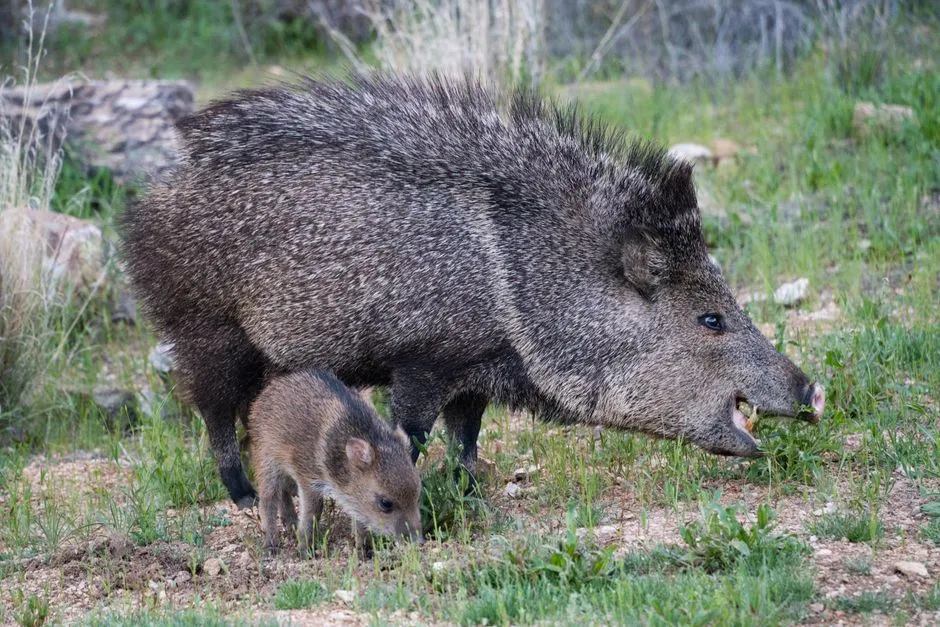 Texas: The Javelina Stronghold (Image Credits: Pexels)
