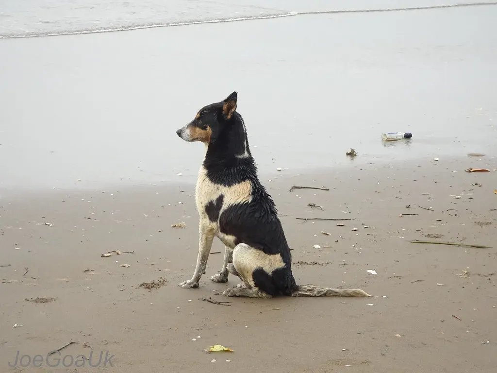 2. Tampa, Florida - Sun, Beaches, and a Whole Lot of Tail Wags (joegoauk73, Flickr, CC BY-SA 2.0)