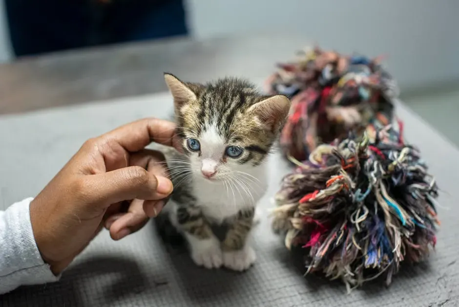 4. A Kitten Trapped Inside a Car Engine (Image Credits: Pexels)