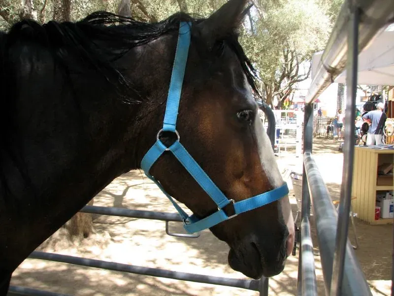 Horses With Blue Eyes (Image Credits: Flickr)