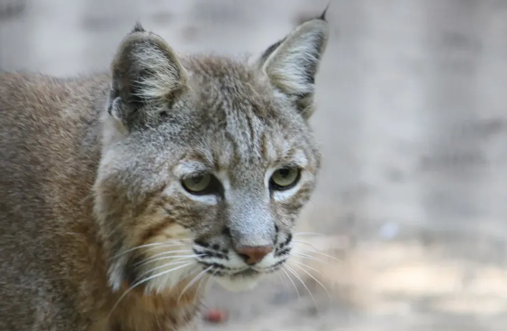 #12: Bobcat Populations Have Made a Remarkable Comeback Since the Late 1990s (andrew_j_w, Flickr, CC BY-SA 2.0)