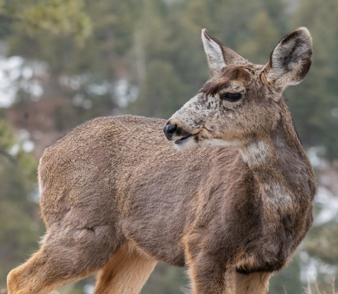 The Graceful Deer: May 21 - June 20 (Image Credits: Unsplash)