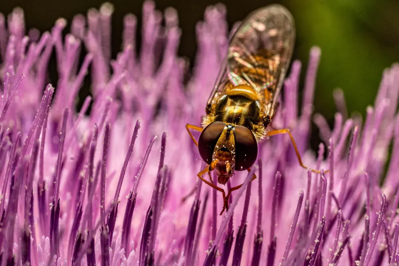 Hoverflies Lead the Fly Charge (Image Credits: Pixabay)