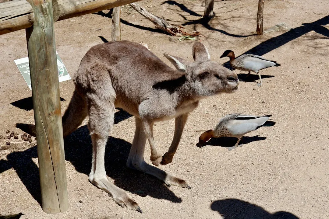 What the Scientists Learned About Marsupial Intelligence (Image Credits: Unsplash)
