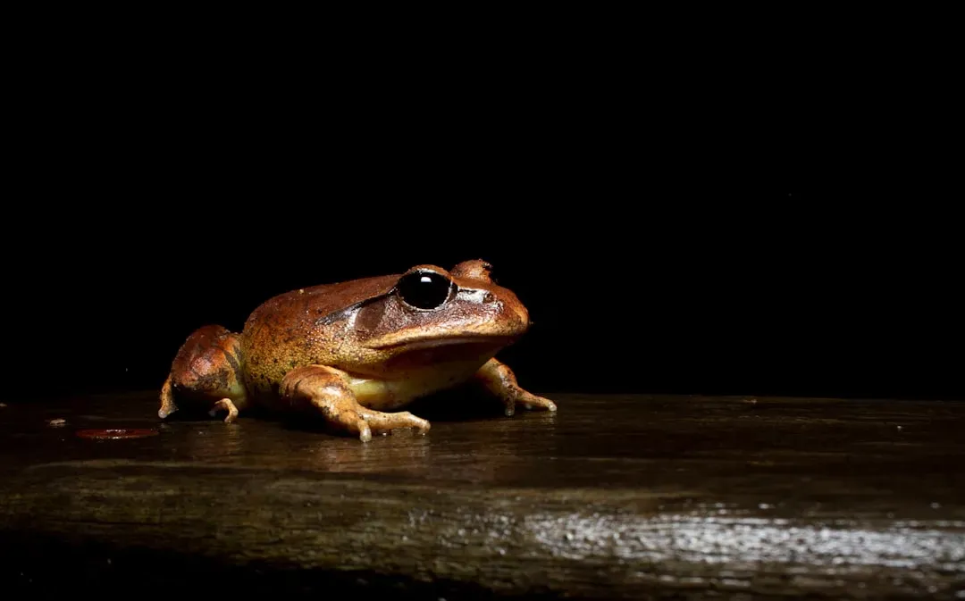 Frogs Croak Louder and Longer Before Rain (Image Credits: Unsplash)