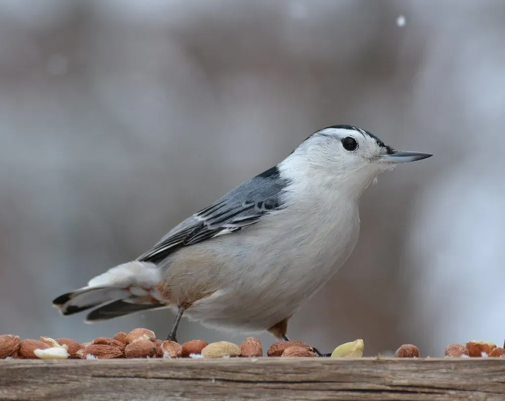 Capricorn (December 22 &ndash; January 19): The White-Breasted Nuthatch (DaPuglet, Flickr, CC BY-SA 2.0)