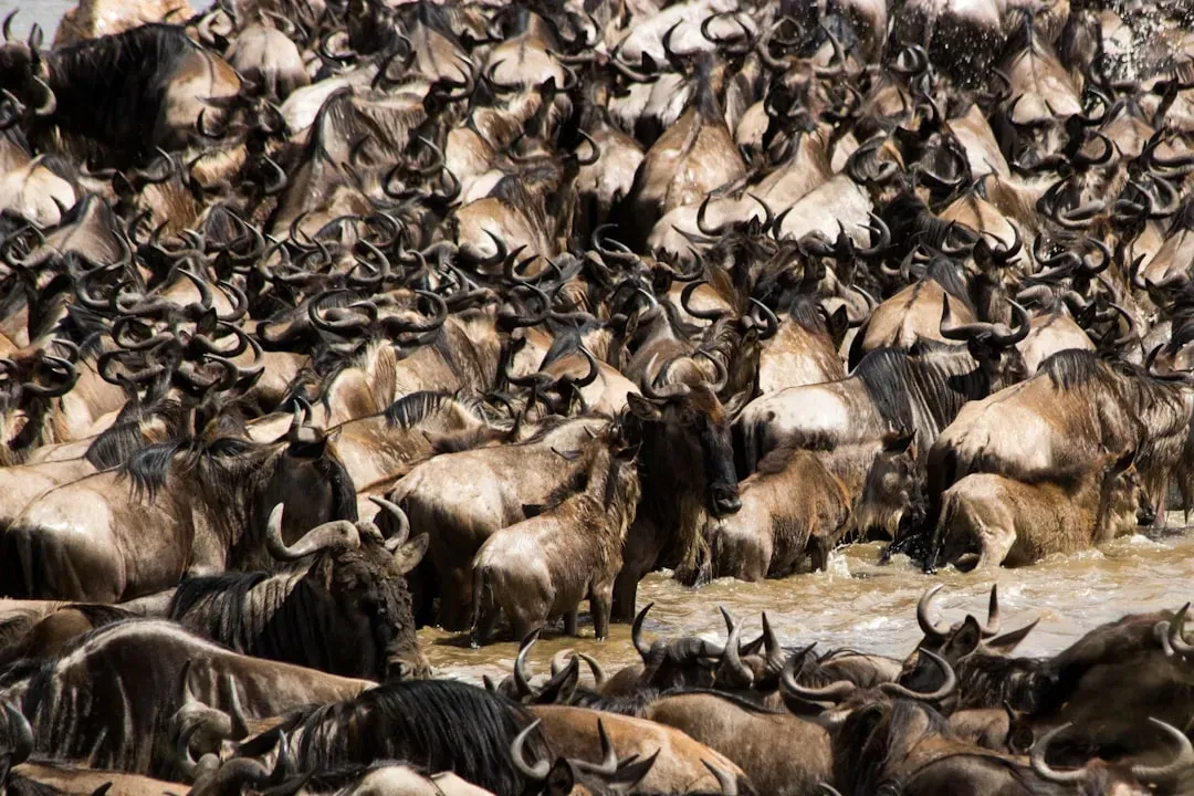 How Animals Navigate Thousands of Miles Without a Map (Image Credits: Unsplash)