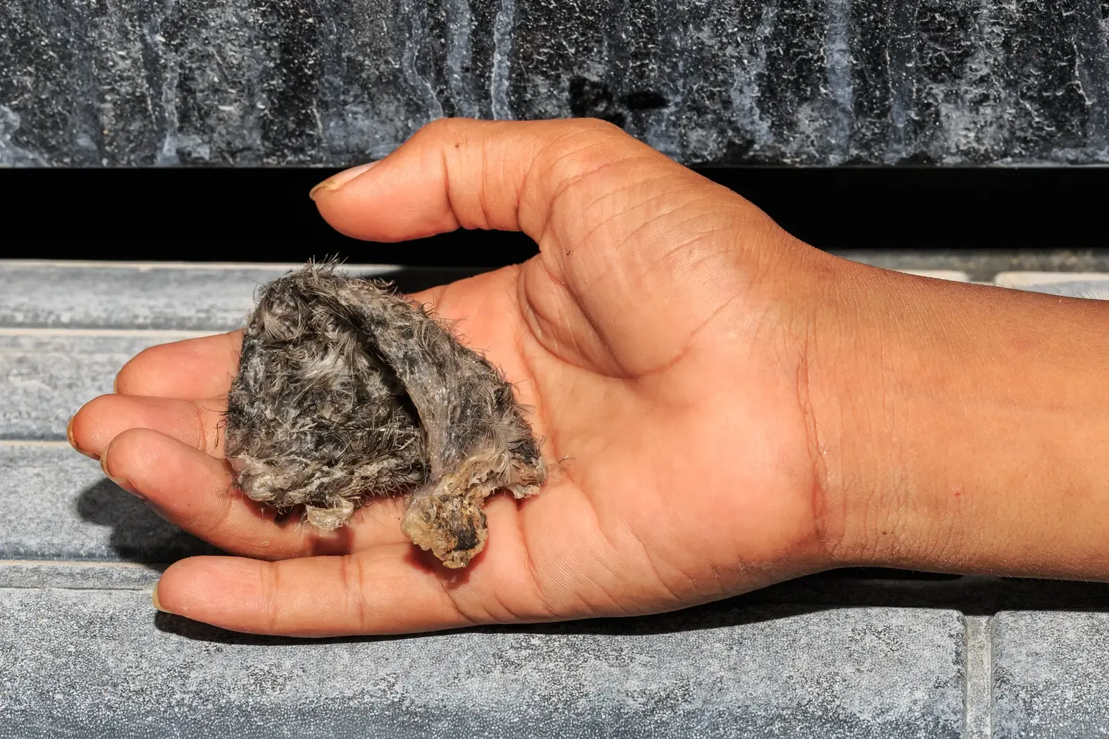 Edible Nest Swiftlets and Their Saliva Architecture (Image Credits: Wikimedia)
