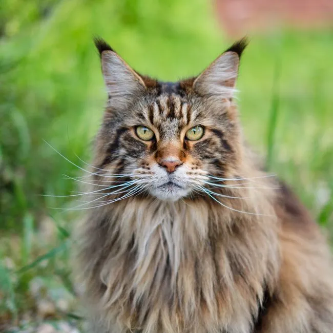 #6 &ndash; Maine Coon: The Gentle Giant That Makes a House Feel Full Again (Image Credits: Pexels)