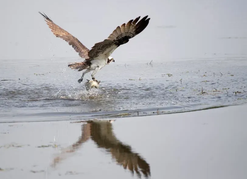 Rebounding Fish Populations And A Buffet For Raptors (Image Credits: Pexels)