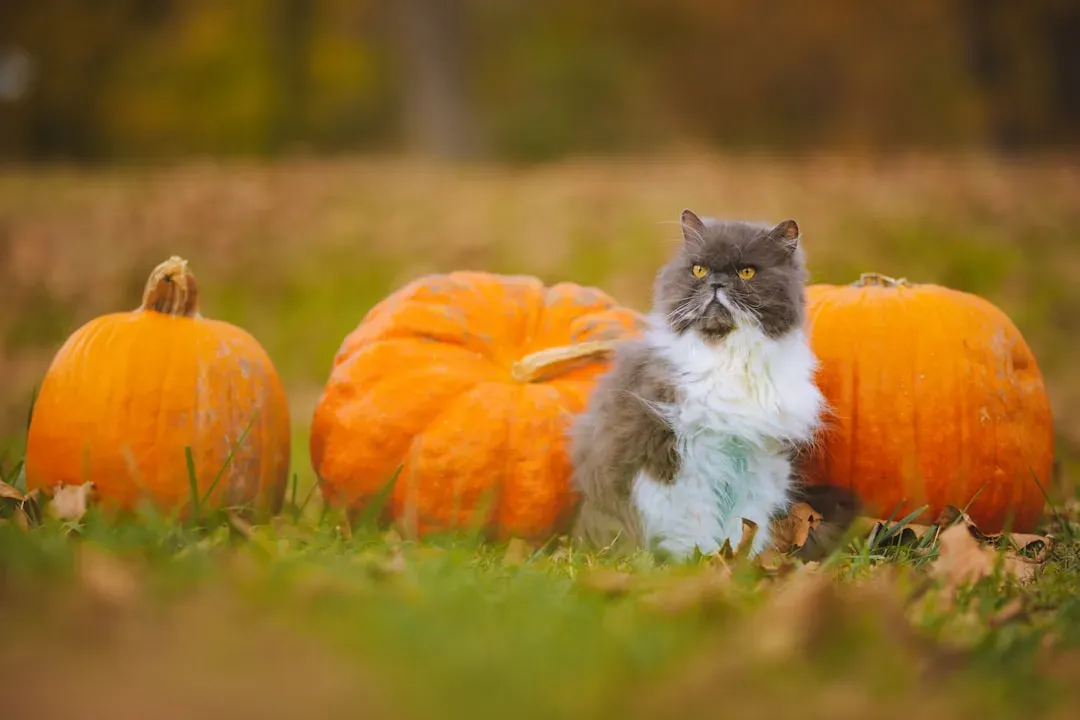 Virgo: The Harvest Animal's Calculated Retreat (Image Credits: Unsplash)