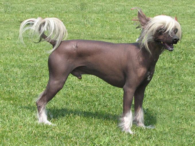 Chinese Crested - The Unique Beauty (Image Credits: Wikimedia)