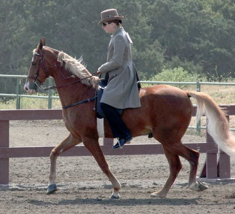 #14 - Tennessee Walking Horse: Smooth Ride, Conditional Forgiveness (originally posted to Flickr as Tennessee Walking Horse, CC BY 2.0)