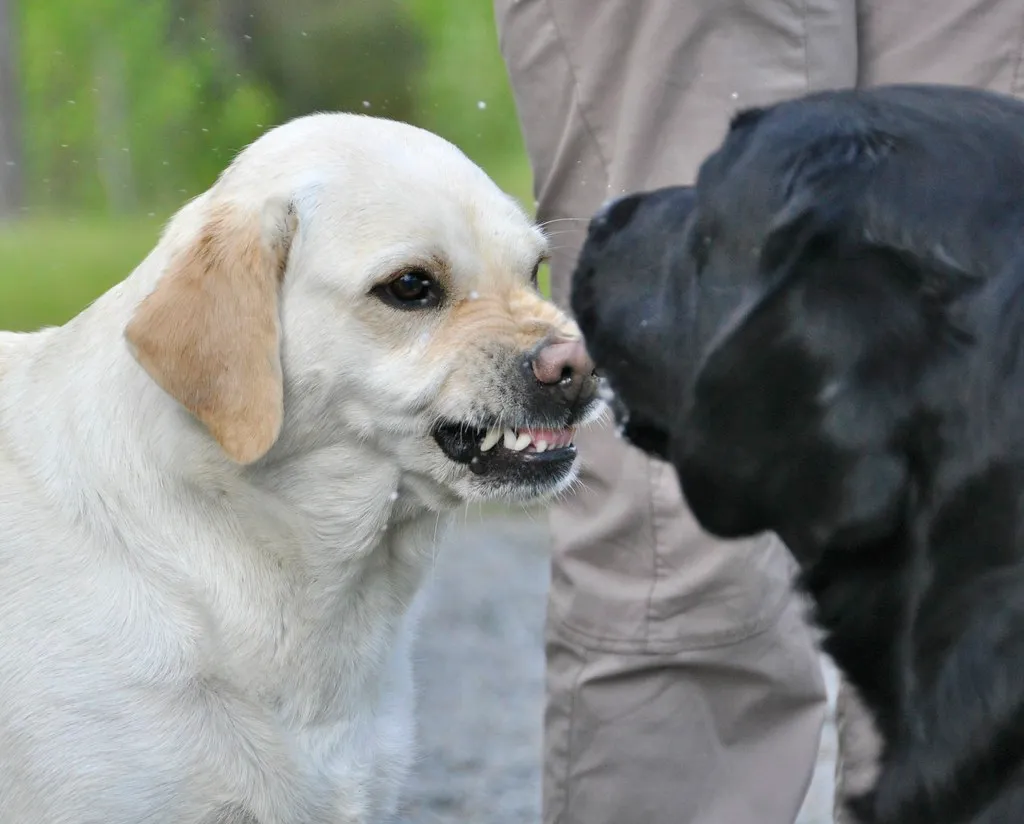 #2 - Punishing Warnings Is How You Accidentally Train Bites (smerikal, Flickr, CC BY-SA 2.0)