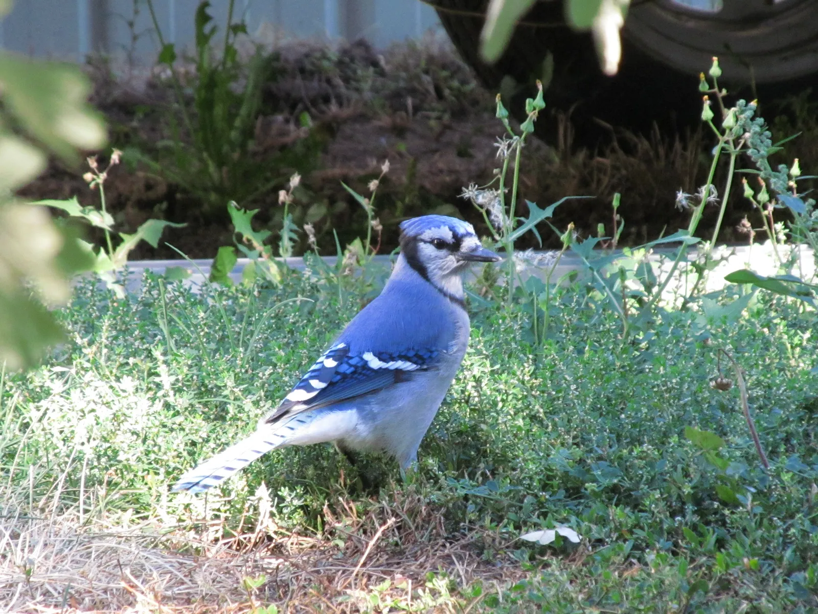 Seeing Blue Jays Differently: From “Noisy Pest” to Forest Engineer (By Kevin Kiefuik, CC BY-SA 3.0)