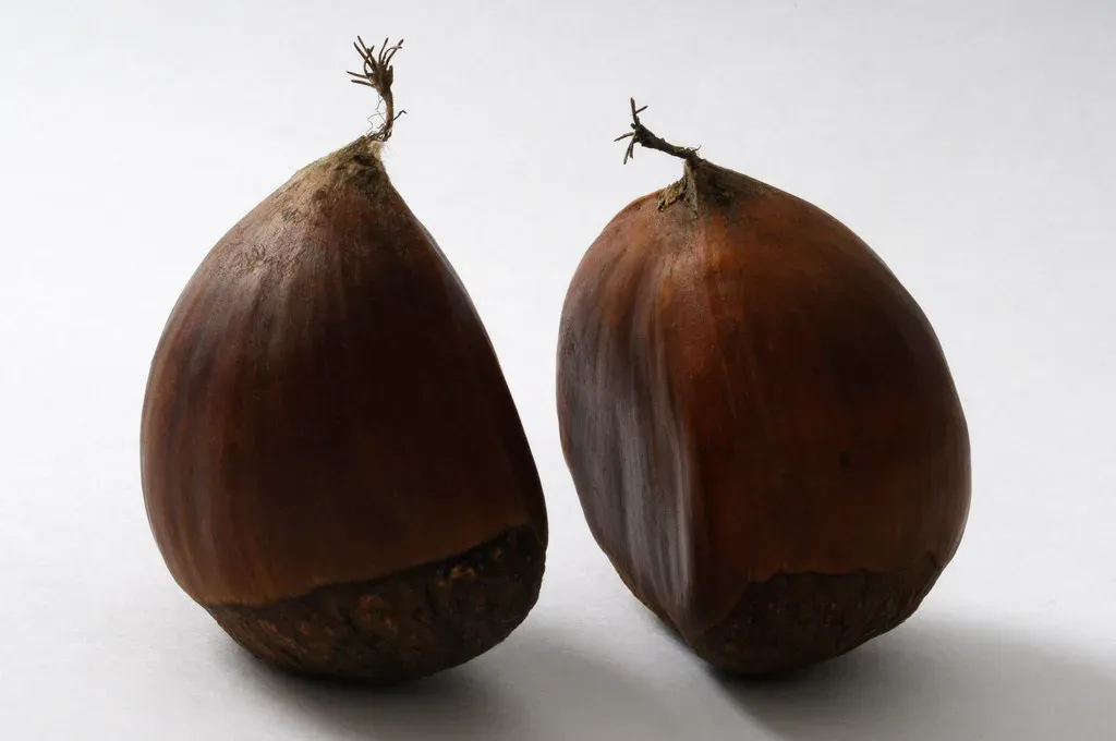 8. Chestnuts (Image Credits: Flickr)