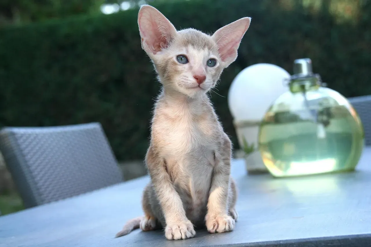 3. Oriental Shorthair: The High-Energy Entertainer (Image Credits: Pixabay)
