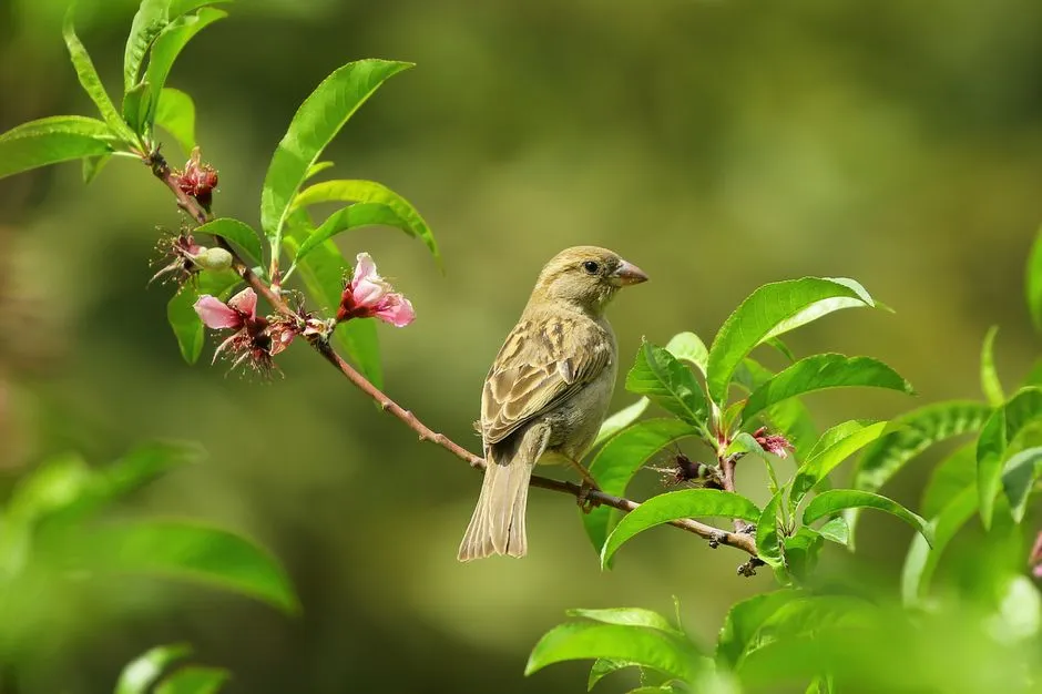 1. Swap the “Perfect Lawn” for a Bird-Friendly Patchwork (Image Credits: Pexels)