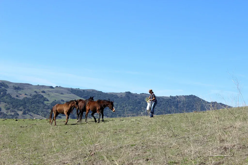 #12 - What Is the Horse's Current Diet and Any Recent Changes? (strangebiology, Flickr, CC BY 2.0)