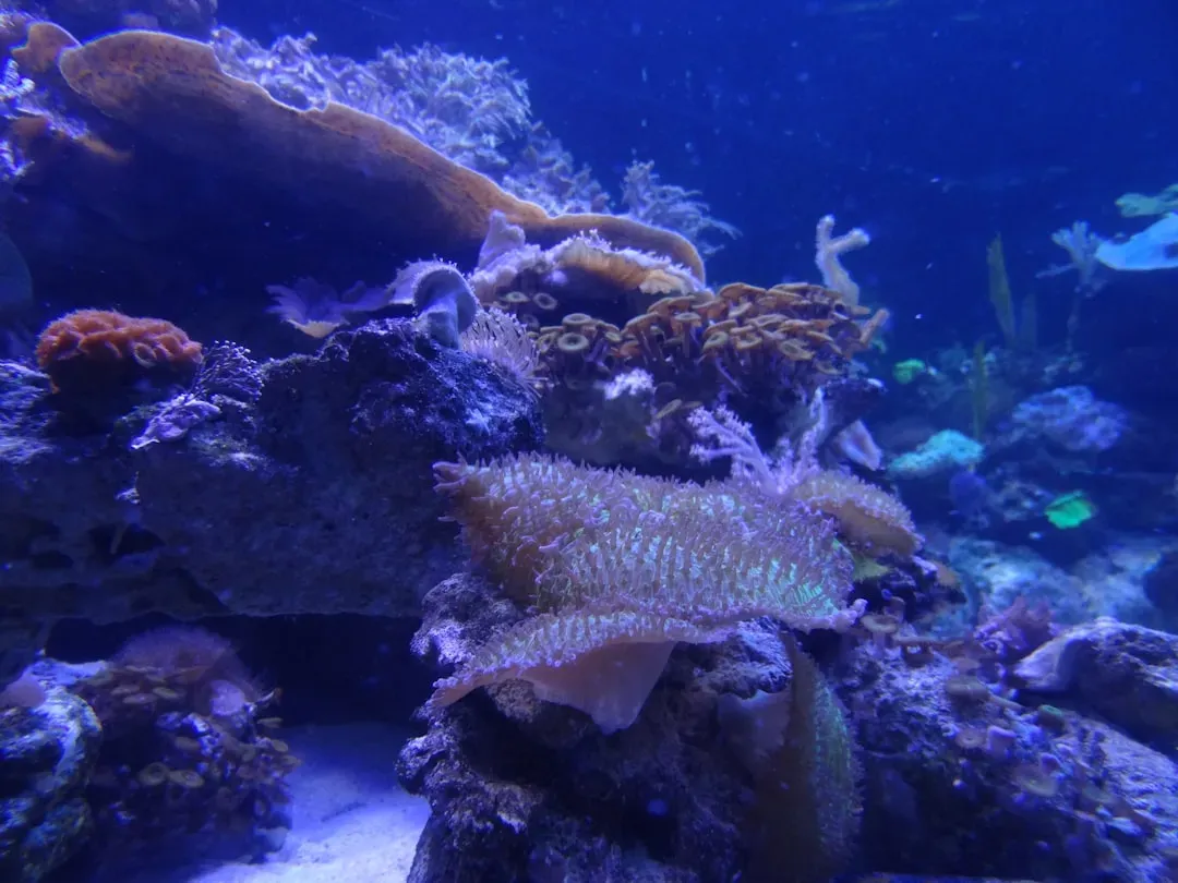 Cold-Water Corals: The Reefs Nobody Talks About (Image Credits: Unsplash)