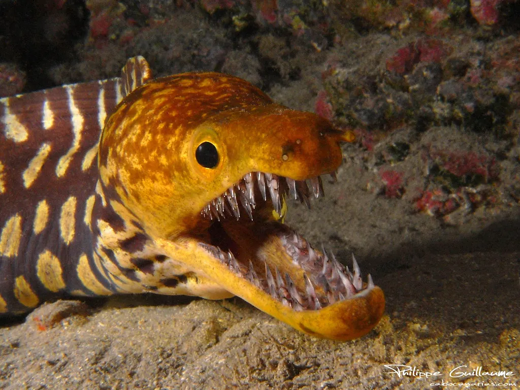 Fangtooth Fish: Tiny Body, Terrifying Bite (Philippe Guillaume, Flickr, CC BY 2.0)