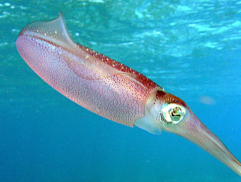 11. Caribbean Reef Squid Can Split Their Body Colors in Half (Image Credits: Wikimedia)