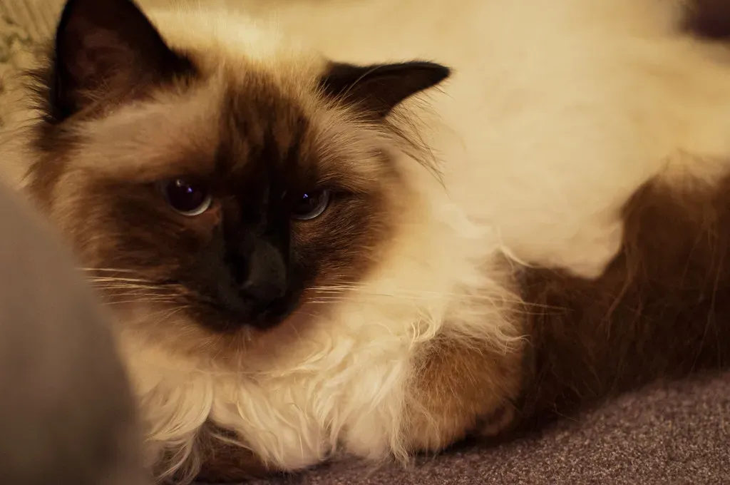 Birman (Image Credits: Flickr)