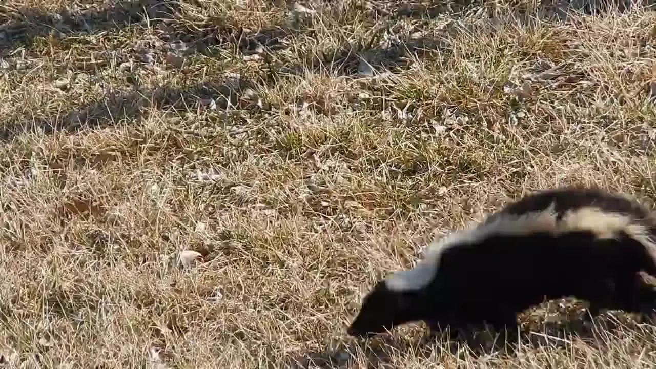 8. Slowly Backing Away While Keeping You In Sight (Striped Skunk, Public domain)