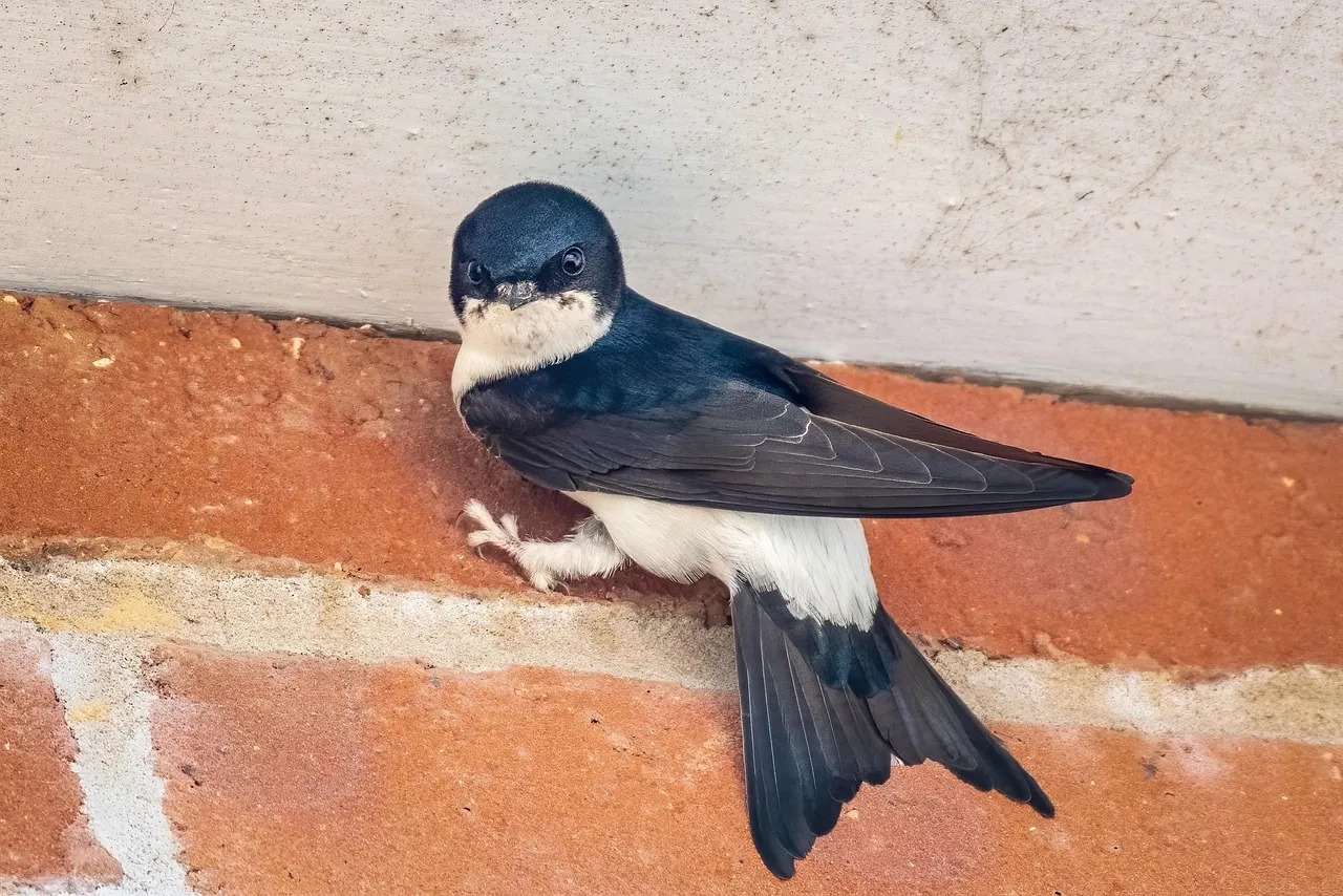 #2 - House Martins Are Cutting Their Migration Short (Image Credits: Pixabay)